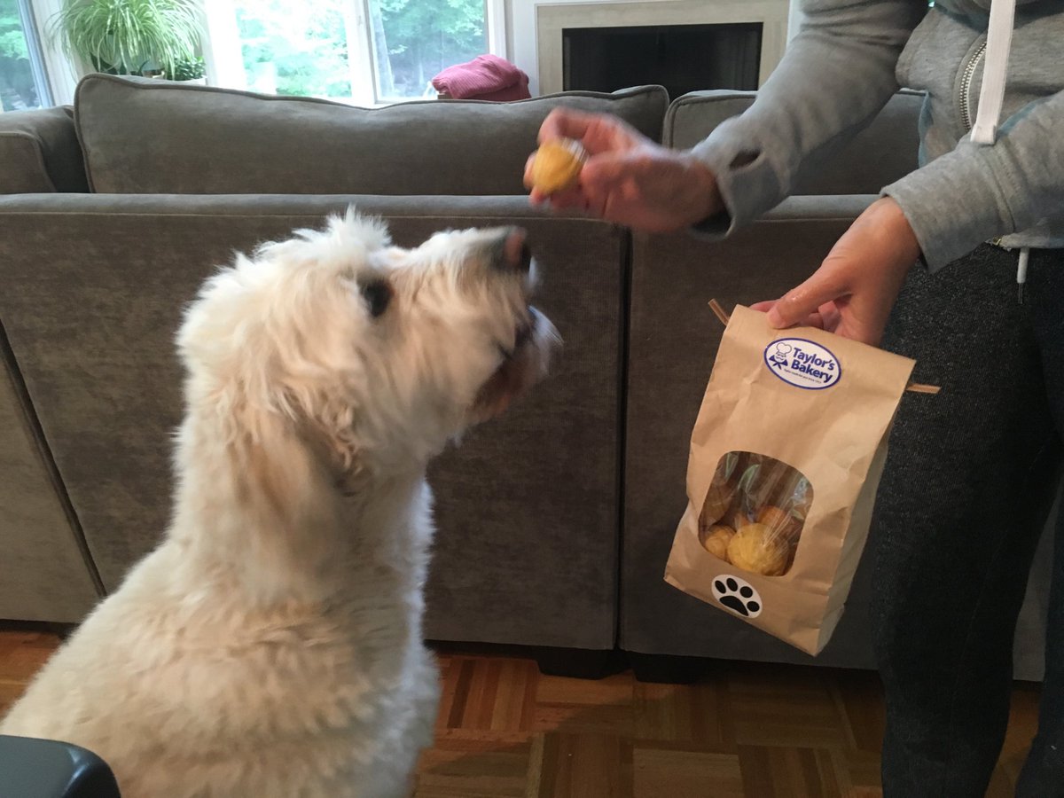 Geist_Jeff's tweet photo. ⁦It’s what she gets for being a good girl!! @TaylorsBakery⁩ https://t.co/XhXj0xfiXf