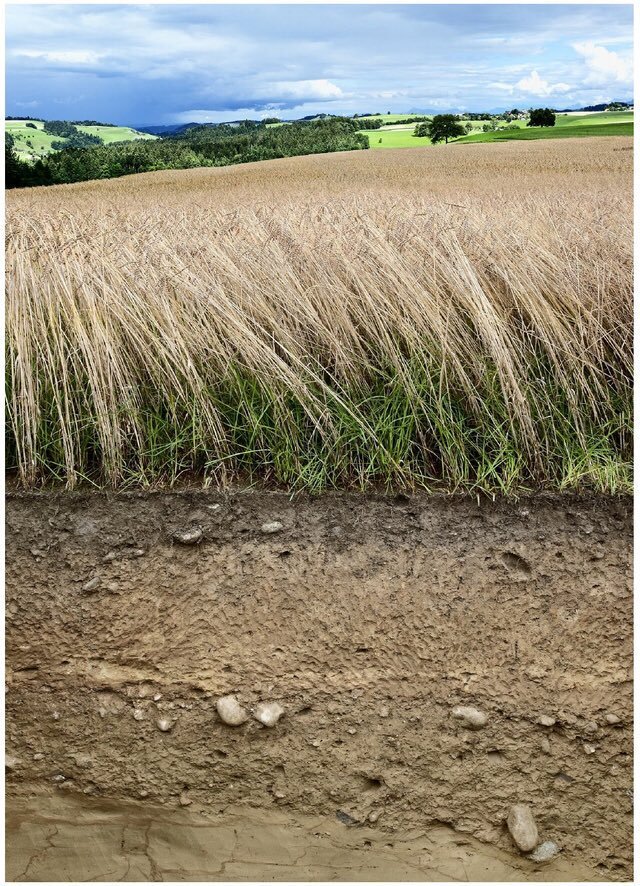 agesnews's tweet photo. @rudi_anschober @BMNT_at #Klimawandel wirkt sich auf die #Boden-Qualität aus - mit drastischen Folgen für die #Landwirtschaft. „Daher müssen wir klimafitte Böden erkennen &amp; schützen“, #AGES-Experte Hans-Peter Haslmayr via @meinbezirk_at https://t.co/kB3hAiEEJP #BEAT #Bodenschutz #Klimaschutz #Forschung https://t.co/uKJqb1qL1D