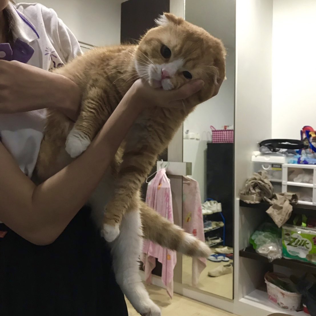 irenecappu's tweet photo. ผู้แมวคนนี้กำลังหมดแรง https://t.co/RWYkadsuD4