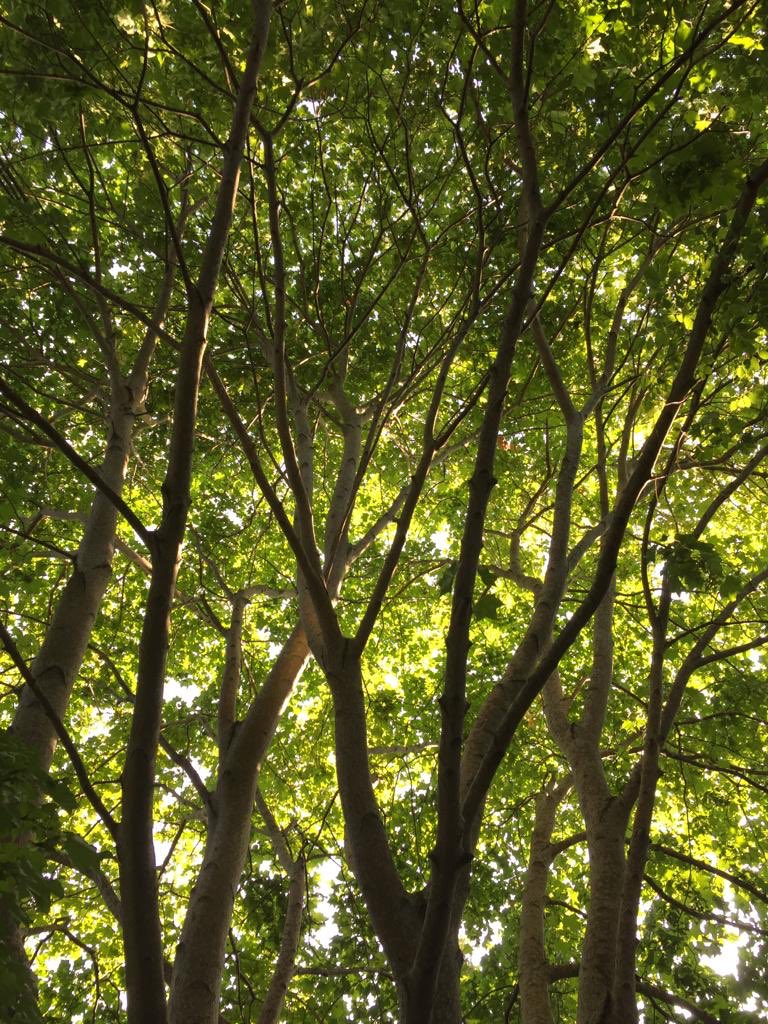 Canopy shot of beautiful Maple #treecare #Arborist <a href="/apbtreecare/">APB Treecare</a>