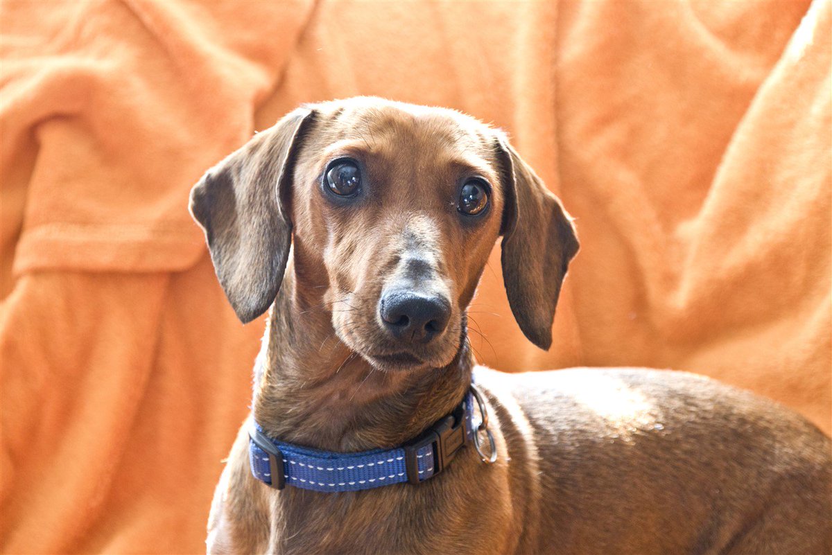 Please adopt me ❤ Boesman (WC)

Age: 8
Sex: Male
Breed:Dachshund 
Character: Cuddly, loving, confident 
Dog Friendly: Yes
Cat Friendly: Yes 
Notes: Will cope as single/only dog 
Adoption Fee: R950.00
To adopt: Email cdradoptions@gmail.com
#adoptdontshop #dachshund #RescueMe