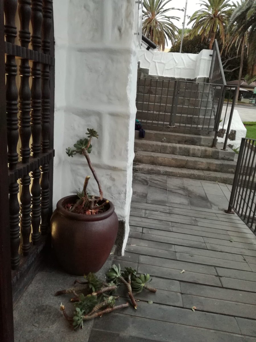 aytolpgc's tweet photo. Así nos encontramos esta mañana este precioso bejeque presente en la puerta de la Casa del Turismo, una de las especies de referencia de nuestro patrimonio natural. Apelamos al civismo para que este tipo de vandalismos dejen de producirse en nuestra ciudad. #JardinCanario https://t.co/5pZ6H1W4WX