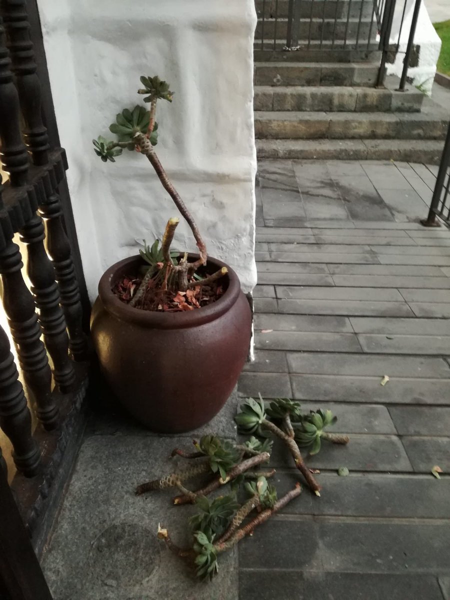 aytolpgc's tweet photo. Así nos encontramos esta mañana este precioso bejeque presente en la puerta de la Casa del Turismo, una de las especies de referencia de nuestro patrimonio natural. Apelamos al civismo para que este tipo de vandalismos dejen de producirse en nuestra ciudad. #JardinCanario https://t.co/5pZ6H1W4WX