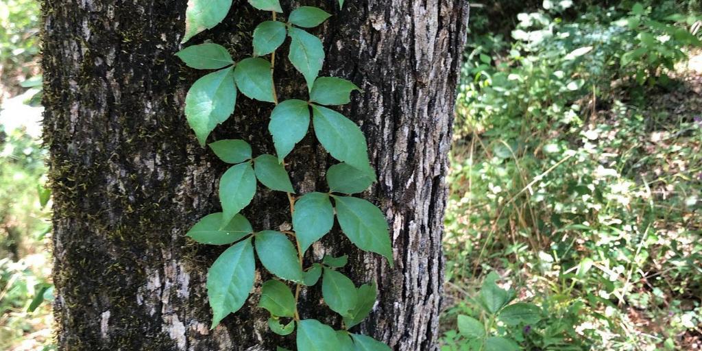 Almost any scout can ID this plant and knows the rhyme that goes with it. Are you familiar with this plant?

#FairfieldLake #TXStateParks