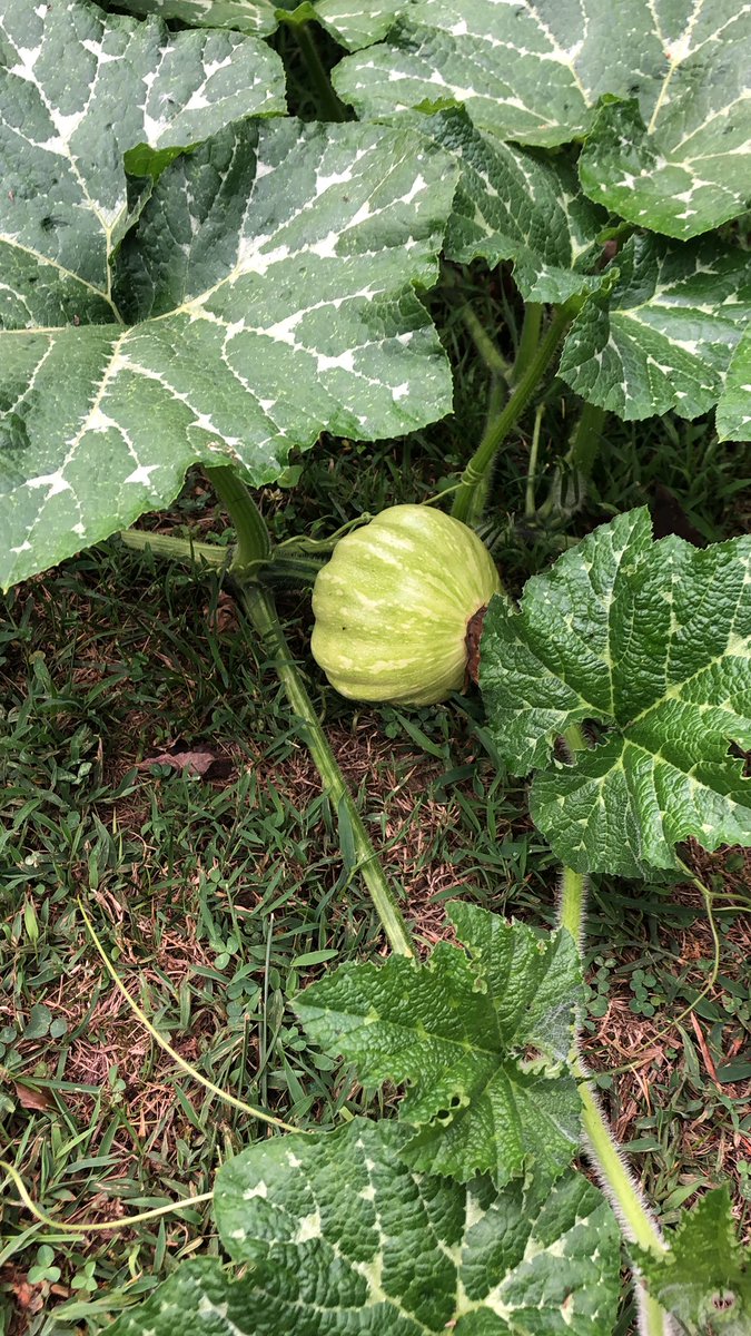 md_snapED's tweet photo. Fairy tale pumpkins are growing! https://t.co/WoP7p0qWMN