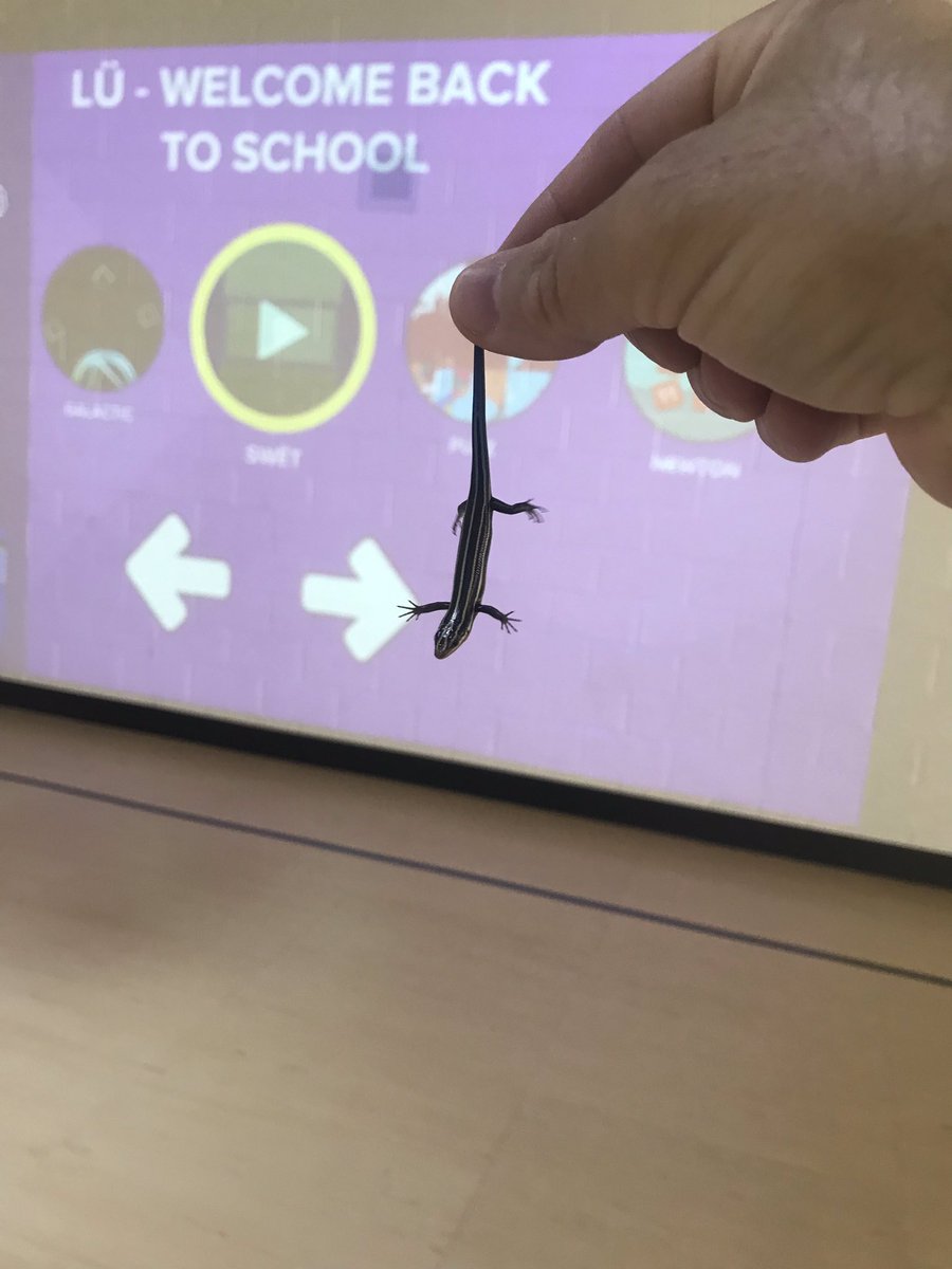 We are having so much fun with the LU here at New Hope that even the critters want to come play with it!@MickiFoster <a href="/maggieLphillips/">Maggie Phillips</a> #NHE_HCS #onehope #nhebrightknights