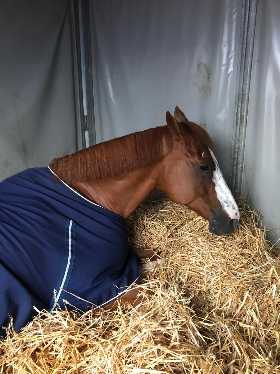 GeodeColigny's tweet image. CSI 3* DEAUVILLE 🤩