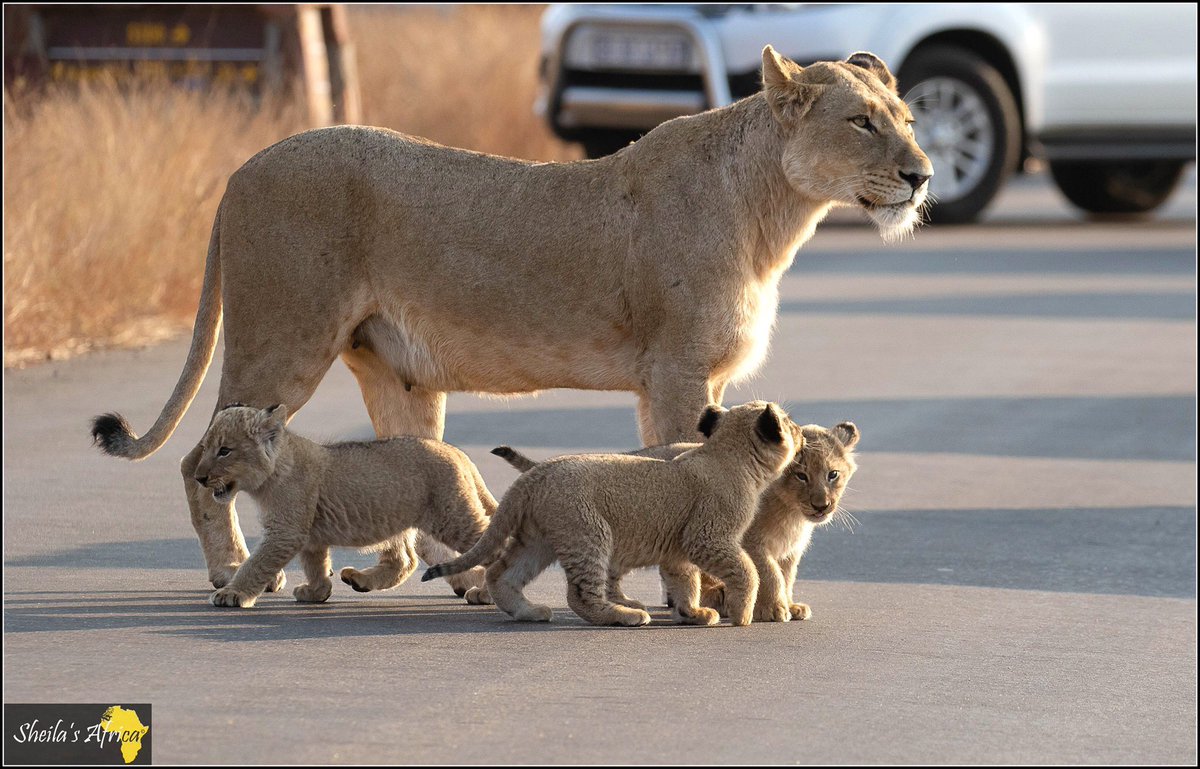 SheilaNewby's tweet photo. Female and cubs #satara #FridayMotivation #wildlife #Wildcard https://t.co/cOY20qwhGK