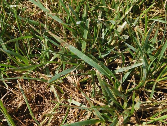 genesis_dist's tweet image. A Summer Only a Turf Pathologist Could Love | Dr. Pete's Turf Tips #summerpatch #chlorosis #brownpatch #pythiumblight #grayleafspot #drpetesturftips #askagenesisrep mailchi.mp/77d9267f6d1a/a…