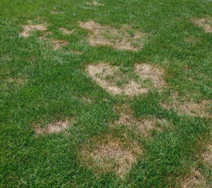 genesis_dist's tweet image. A Summer Only a Turf Pathologist Could Love | Dr. Pete's Turf Tips #summerpatch #chlorosis #brownpatch #pythiumblight #grayleafspot #drpetesturftips #askagenesisrep mailchi.mp/77d9267f6d1a/a…
