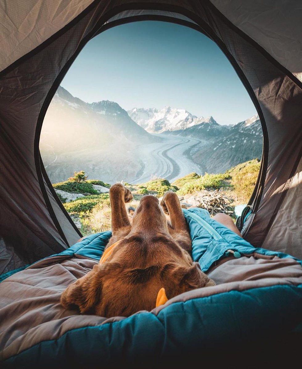 Photo_Inspired's tweet photo. Nap 😴 time with dogswiss - tag that friend who loves dogs https://t.co/RXAA6GX7Rm
