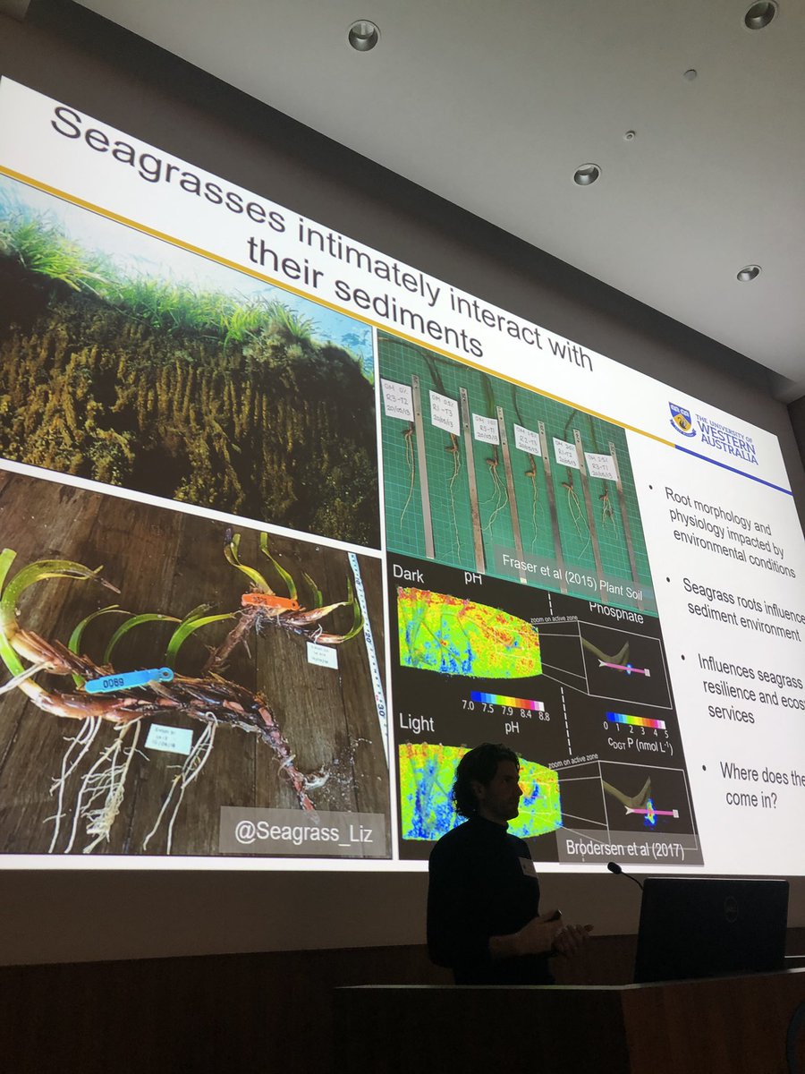iamstaceyhong's tweet photo. Seagrasses are NOT seaweed 🤯Using #microbes for seagrass management in the Perth Swan River by @marinecologist and perhaps linking microbial diversity to seagrass health @ScienceUWA @WCmicrobiome #GlobalMicrobiome https://t.co/xdbjOP0GNm