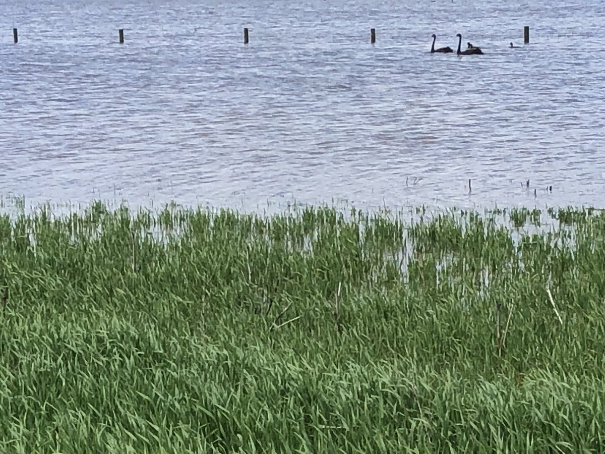 stew_hamilton's tweet photo. Maybe breeding swans is an option?🤔#wetcrops19 https://t.co/Wf2JrCe2ai