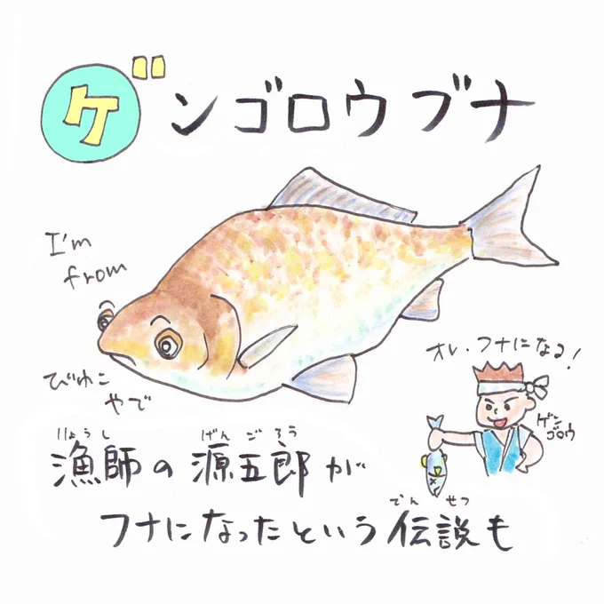 【ケ】#ゲンゴロウブナ
昔、琵琶湖の漁師「源五郎」が助けた娘が実はフナで!娘を追いかけて琵琶湖に入った源五郎もフナになりましたとさ。。
そんな元々は琵琶湖の固有種ゲンゴロウブナは #ヘラブナ の元にもなったよ!
#あいうえおさかな 