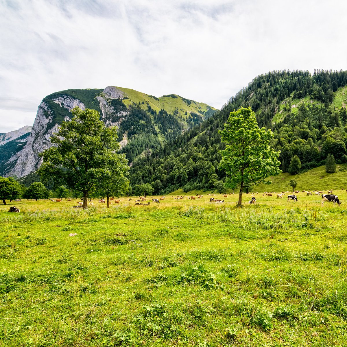 fugu_24's tweet photo. Naturschutzgebiet Ahornboden im Risstal und Eng Alm - Many old Maple Trees in Austria at Ahornboden. #austria #holiday #ahornboden #risstal #engalm #maple #mapletrees https://t.co/c7eNIQH7mo