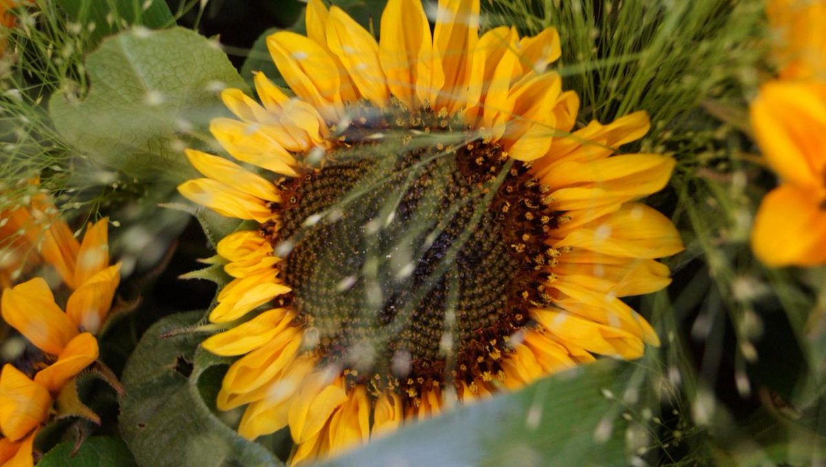 SignatureEmma's tweet photo. SPECIAL OFFER! This week's #fifteenquidfriday floral gift bouquets are mini sunflowers.  There are just 10 bouquets available, so pop into our shop in #bicester or call to arrange a delivery &amp; grab a £15 bargain! Once they are gone, they're gone. T&amp;C's apply. #bicesterflorist https://t.co/yPqoUqCQ6t