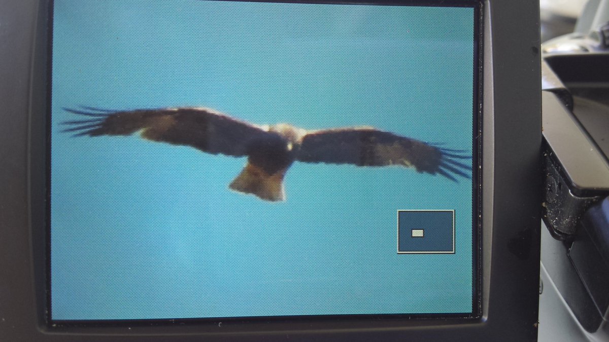 pmandrews1973's tweet photo. A Hummingbird Hawkmoth was a pleasant surprise on the way down the breakfast this morning followed by afters of Booted Eagle
#BoquerBirdObservatory https://t.co/opj2mrIcim