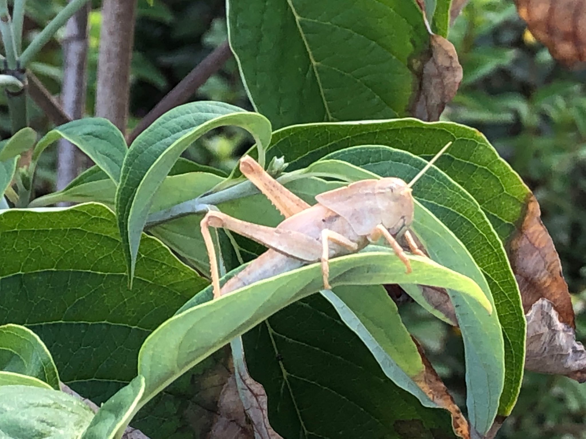 白いバッタ Twitter Search Twitter