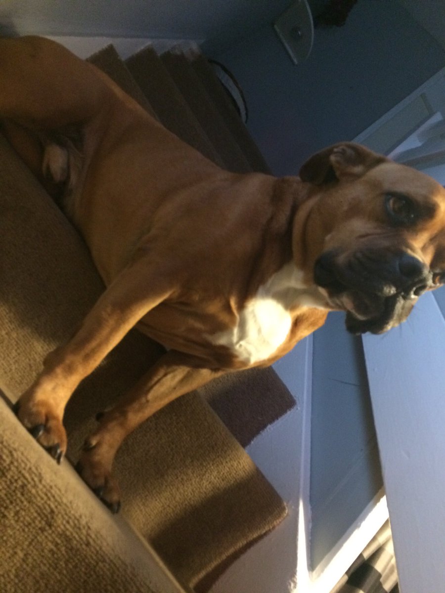 Dion62900094's tweet photo. He is so adorable #adorable #oof #justoofthings #pets #dogs #dog #adorablepets #omg #loveyou #lovepets #adorables #cute #cutedogs https://t.co/MbAEj6I5IF