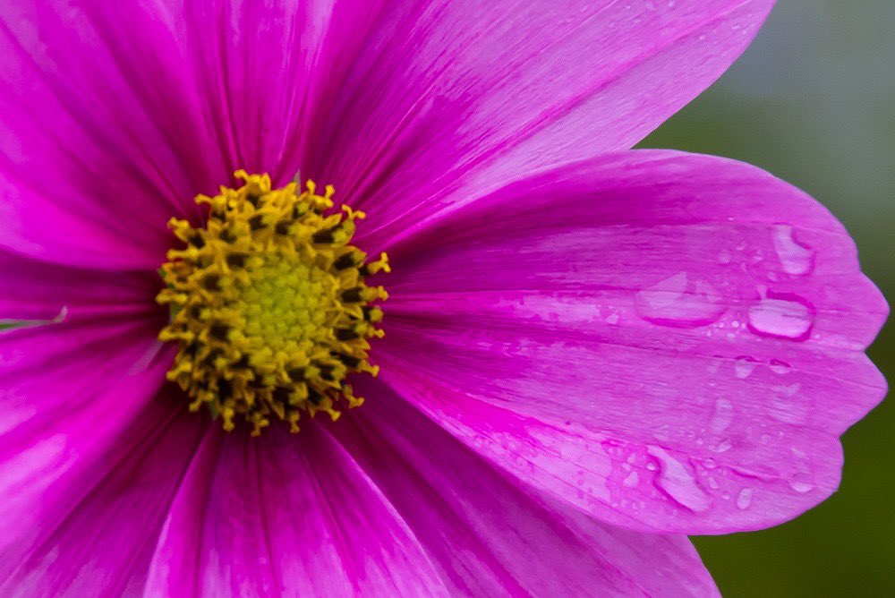 We’re back! It’s been a busy year! Have a look at some of our work! We are currently touring the UK at every botanical garden we can visit 😎✌🏻🌺 #flowers #botanical #botanicalgardens #floral #flora #FridayFeeling #FridayThoughts