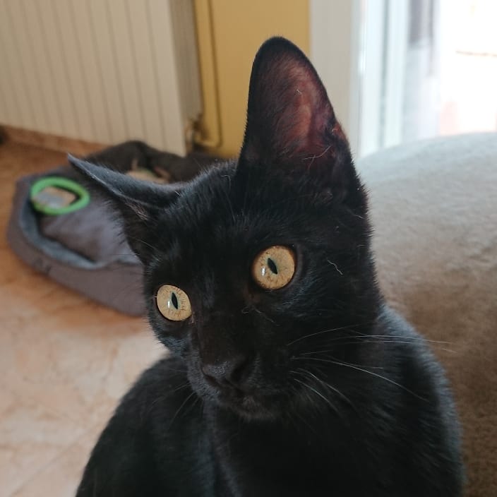 NBonjan's tweet photo. Holaa gent 😉 sóc el 🐈MAIG explorador
.
Vaig néixer l'ABRIL passat, ja som AGOST i encara ningú m'ha volgut adoptar 🙄
.
Mentrestant m'estic a la casa d'acollida fent relacions socials amb gossos🐕🐕, gats🐈🐈 i persones🕺🧗‍♀️
...
👇 Fil del MAIG https://t.co/JO6mGouMrU