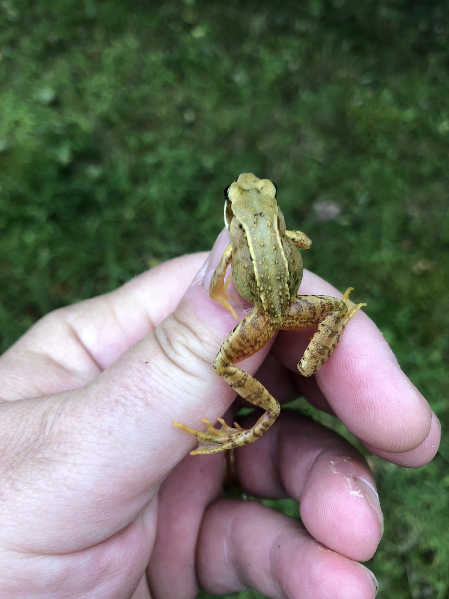 bridportholida1's tweet photo. Whether the weather be fine,
Or whether the weather be not,
Whether the weather be cold,
Or whether the weather be hot,
We'll weather the weather
Whatever the weather,
Whether we like it or not!
#FrogWeather @DorsetWildlife @GreenTravelMag @GreenDorset @LGSpace @Team4Nature https://t.co/9A4orASMef