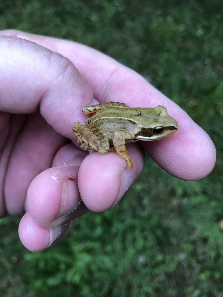 bridportholida1's tweet photo. Whether the weather be fine,
Or whether the weather be not,
Whether the weather be cold,
Or whether the weather be hot,
We'll weather the weather
Whatever the weather,
Whether we like it or not!
#FrogWeather @DorsetWildlife @GreenTravelMag @GreenDorset @LGSpace @Team4Nature https://t.co/9A4orASMef