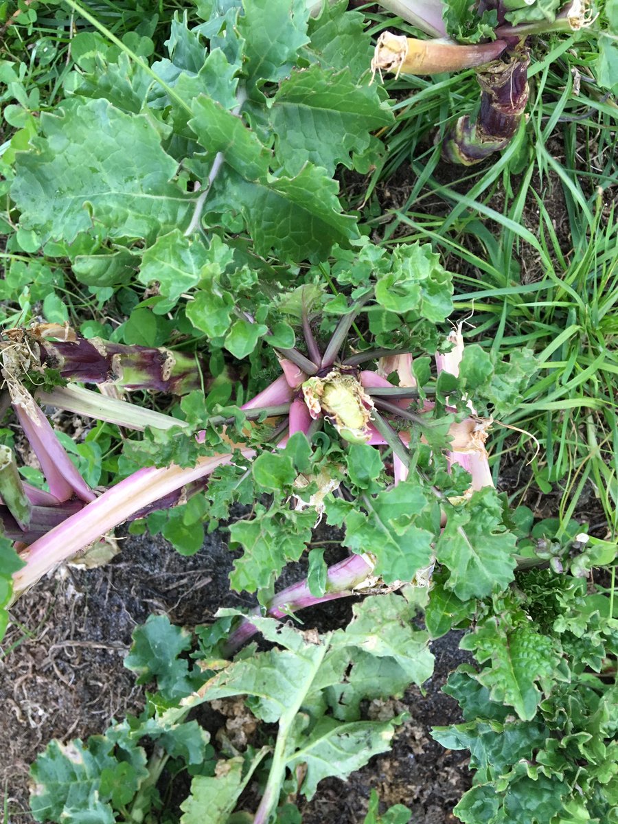 originalstinger's tweet photo. This Pallaton #Raphno is tough as nails. 117 DSE for 3 weeks. Chewed off the leaf and gnawed the stem and look at the re-shooting from the stem. Bit of rain now and we should see excellent regeneration. Planted in late Oct 2018 Cows out a week ago? @TimMetcalfe16 @nathan_tognela https://t.co/blQtzaEfNd
