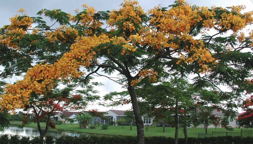 TreesUnique's tweet image. #love the #trees until their leaves fall off,then encourage them to try again in next #year