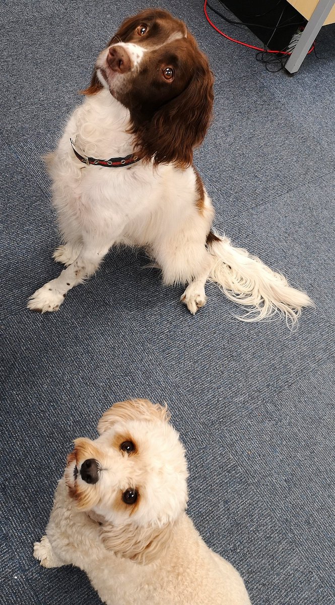 PDi_Insurance's tweet image. It's take your dog to work day at PDI #dogsoftwitter #doglovers