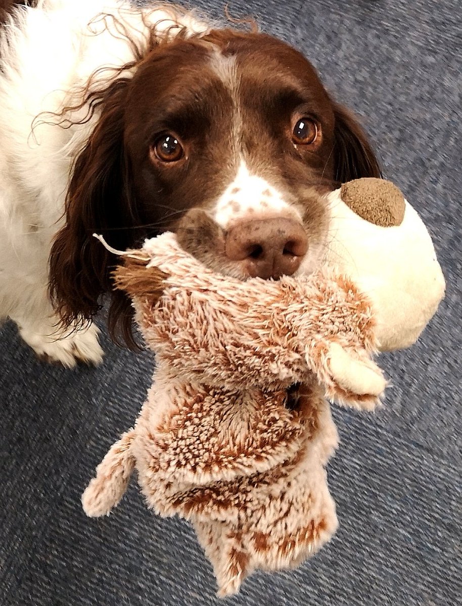 PDi_Insurance's tweet image. It's take your dog to work day at PDI #dogsoftwitter #doglovers