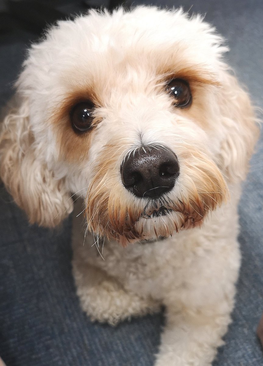 PDi_Insurance's tweet image. It's take your dog to work day at PDI #dogsoftwitter #doglovers