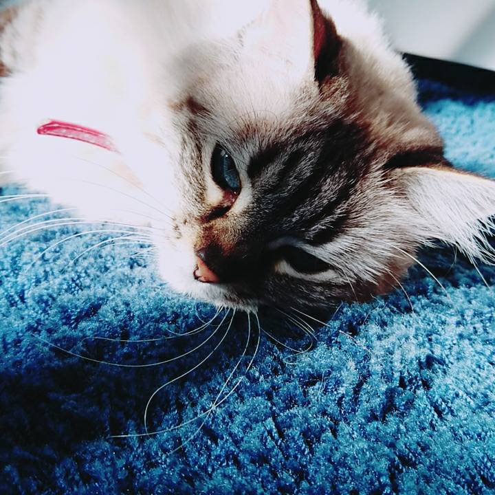 Bina89F's tweet photo. Beautiful cat #cats #beautifulkitty #Kitty #猫 #きれいな猫 https://t.co/BdGNaX5Ndu