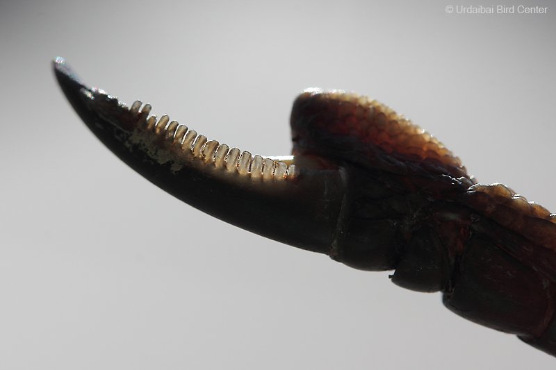 小鳥 Heronsdream 櫛爪がよく発達しているのは粉綿羽がある鳥で 粉綿羽の粉を梳く為に櫛爪を使っているらしいので 櫛 爪無い鳥は普通に嘴と足爪で足りているのでは Twitter