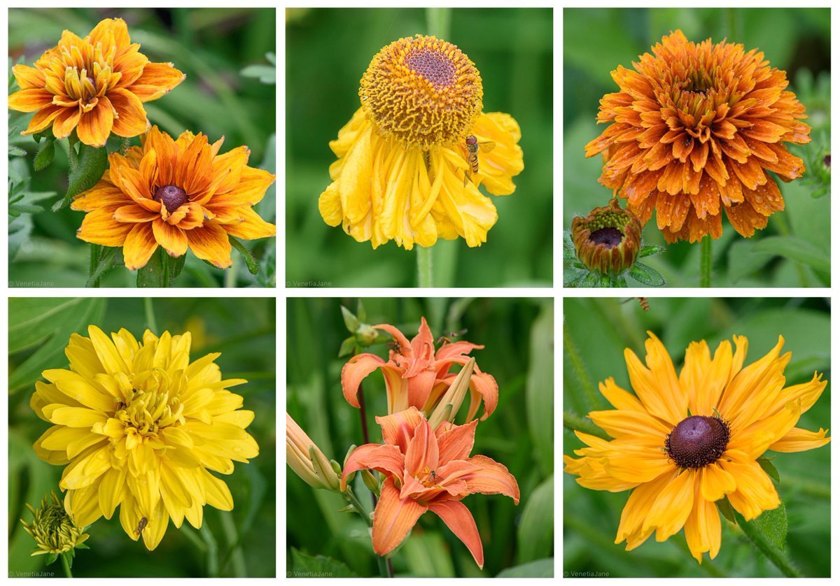 VenetiaJane's tweet photo. “Brave flowers - that I could gallant it like you,
And be as little vain!
You come abroad, and make
a harmless show,
And to your beds again.
You are not proud: you
know your birth:
For your embroider’d
garments are from earth.” - Henry King (1592-1669), English poet. #poetry https://t.co/v1uq44fefR