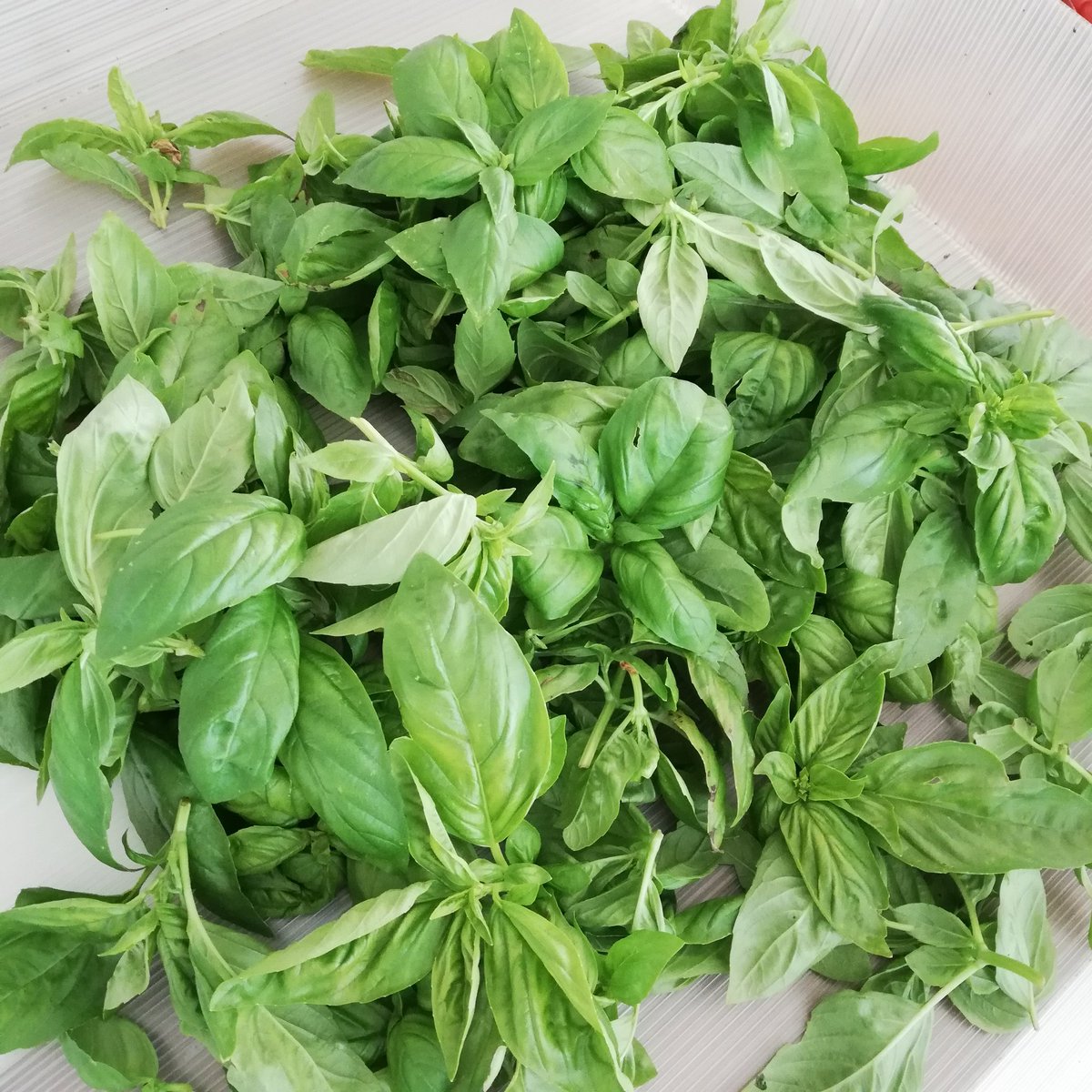 いつも食べることばかり デカプランターにバジルとパセリ蒔いたけどパセリはボソボソバジルだけボウボウ逞しく育った せっせと食べてるけどホントどうしよ ひまわりの種とカボチャの種のミックスで作ったペストとても美味しいけどまだ残ってる また作るか