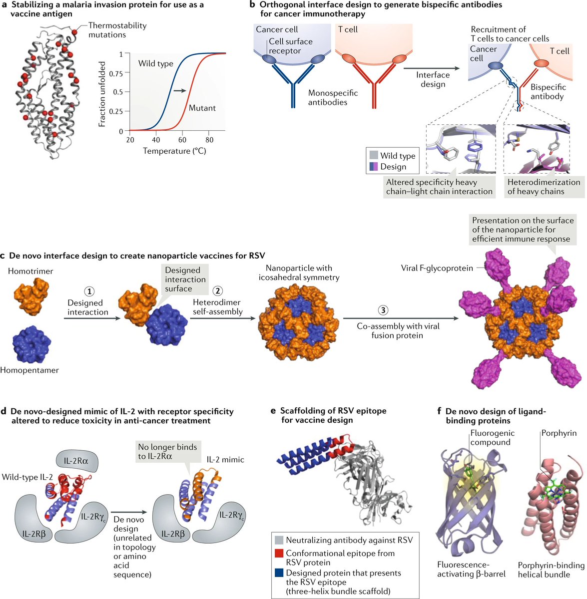 NatRevMCB's tweet image. Fresh from press #Review by Phil Bradley @UW and Brian Kuhlman @UNC on advances in protein #StructurePrediction and #ProteinDesign go.nature.com/309xj7w #ComputationalModeling #MachineLearning