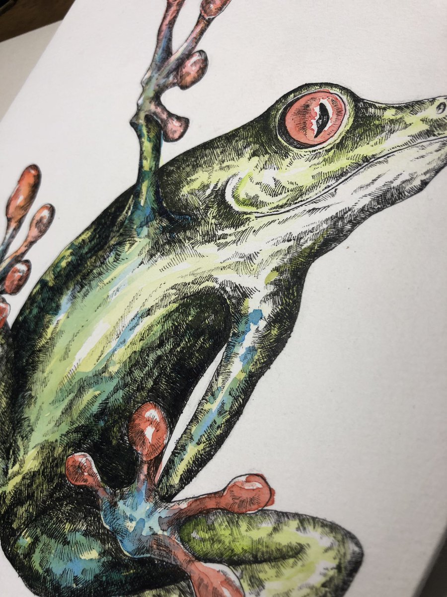 ___ppp4's tweet photo. アカメアマガエルくん🐸  幼馴染にプレゼントします https://t.co/i3FdUehZTa