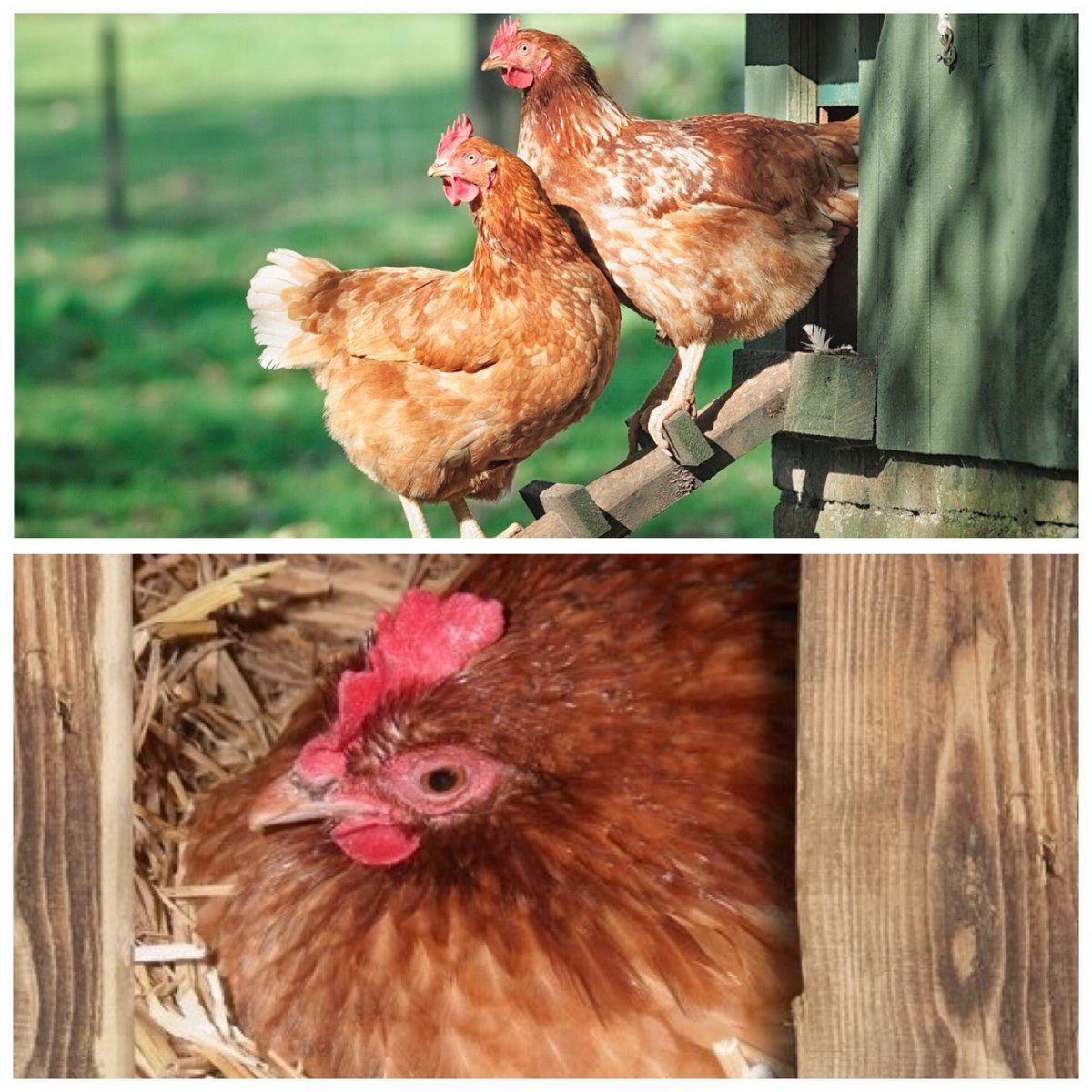 Easyprepvet's tweet photo. [NAC : Nouveaux Animaux de Compagnie ]. L'élevage de poules domestiques, pour la consommation d'œufs frais, gagne en popularité. L'espérance de vie d'une poule est de 12 ans environ. Les préparations magistrales pour les oiseaux  sont régulièrement prescrites par les vétérinaires https://t.co/jIrU358iRO