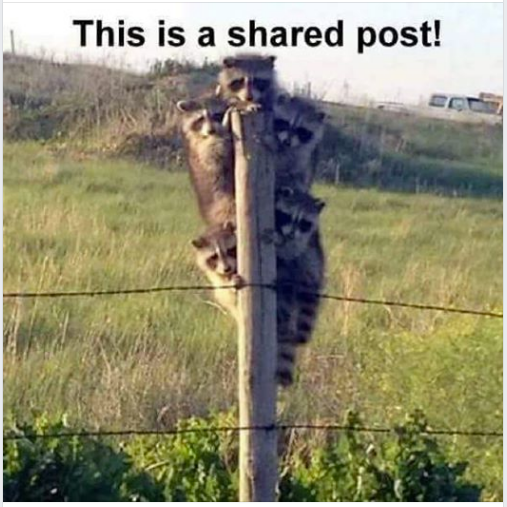 KatpEvans's tweet image. Found on facebook with no credit- but I absolutely had to &apos;Share this Post&apos;
#FridayFunday #AnimalFun