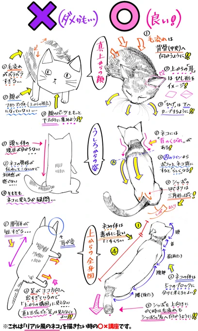 《猫が描けない…！という人へ》

【猫の描き方】?

「ダメかも❌」と「良いかも⭕️」 