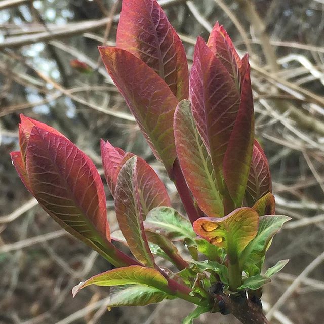 FlemingsNsy's tweet photo. New leaves π Cotinus .
.
.
.
.
.
#flemingsnurseries #bareroot #noleaves #decidious #redmud #shipaustraliawide #winteragain #winter #besttimetobuy #gardening #garden #plants #fruit #trees #landscaping #greenthumb #plant #fruittree #greengardening #ou⦠https://t.co/NTI3Ly6luN https://t.co/FWZTREdCnW