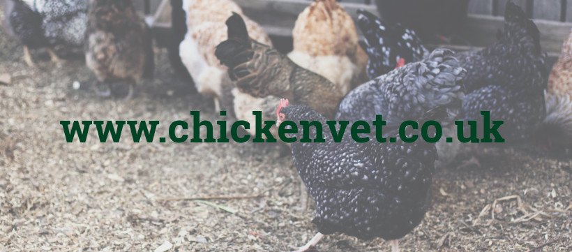 The Chicken Vet tweet media