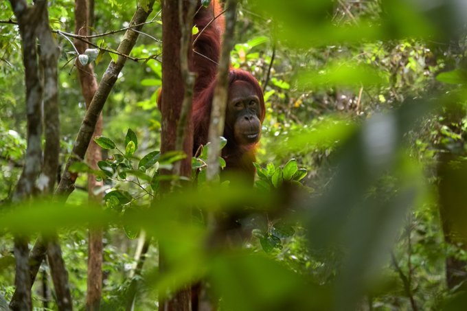 181streetcomms's tweet photo. Orangutans deserve protection, so how can we guarantee them this? What is the answer to the #PalmOil discussion? Join us on #InternationalOrangutanDay this Monday for an #EthicalHour chat with:
@CESocks
@Orangutans
@OrangutansSOS
@RSPOTweets
#Conservation #protectorangutans https://t.co/XvuhbicJJv