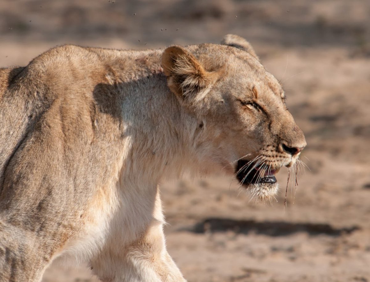 Happy Friday from all of us at both #mthembulodge and #biyelalodge 🦁 #kzn #zululand #lioness #mantiscollection #dokzn