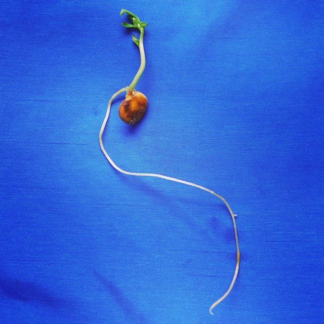 OssiconesOxygen's tweet image. Bean on day 14. 
#makesciencefun #toddlerscience ift.tt/2Ha024O