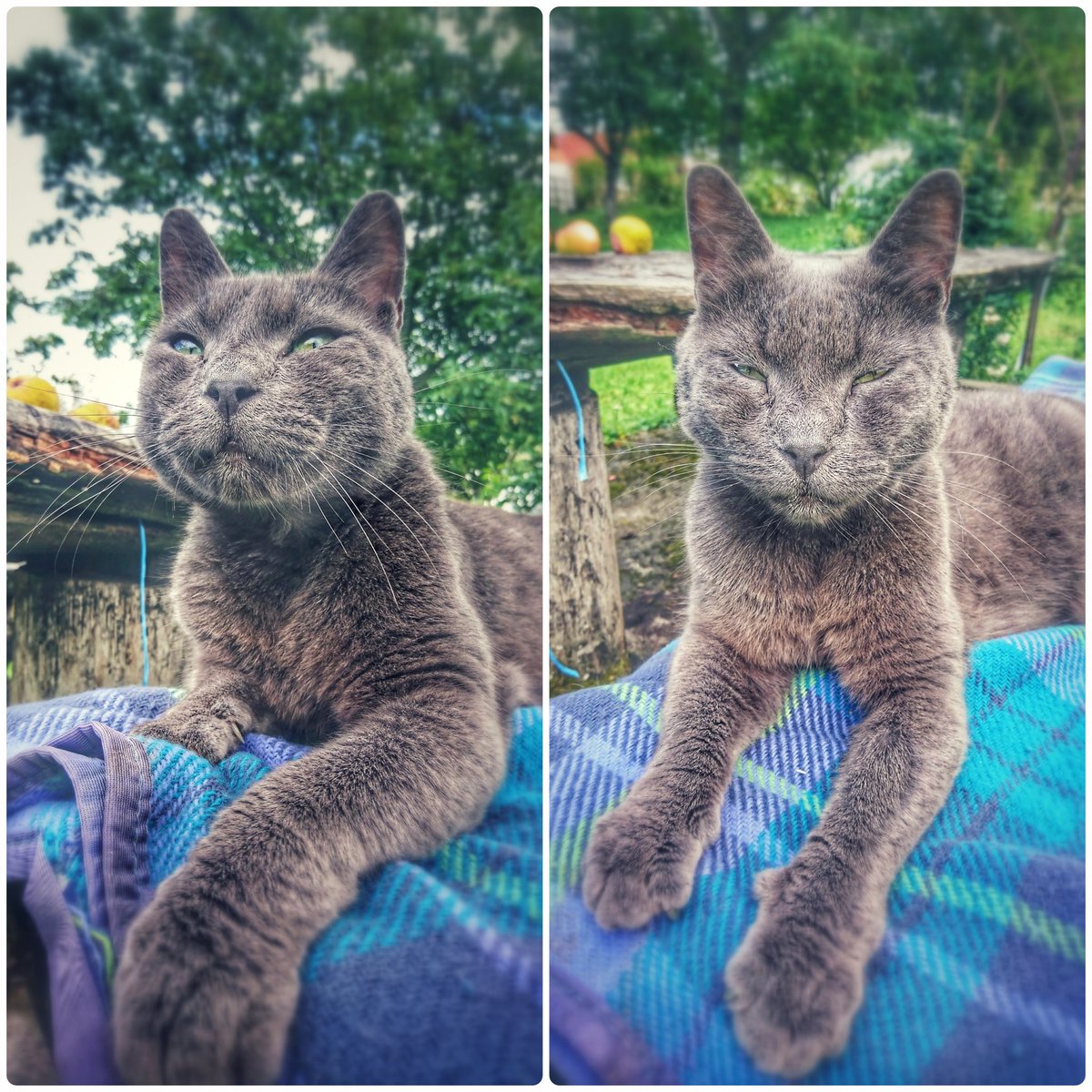 MinaSindarin's tweet photo. #cuddling with my #catman #CatsOfTwitter #russianbluecat #catsofinstagram #FurryTails #purrfect #mycat #catlover #paw #catspaw #ilovemycat #purr #lifeinwoods #lifeinforest #lifeinnature #animals #twittcat https://t.co/R9qH26A47O