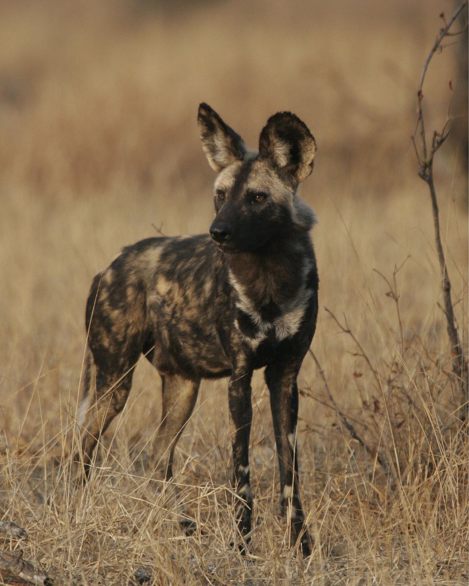 KWSafaris's tweet photo. #WildDogs ! 

Denning season is over meaning we get to see them more now! 

#krugerwildlifesafaris #Endangered  

https://t.co/jXinzlKIPw https://t.co/RA9D1tHX7C