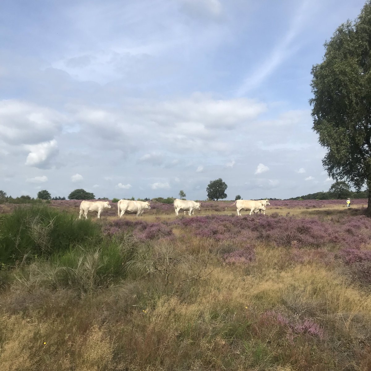 PennyHaw's tweet photo. A herd of white Charolais on the Hoorneboegse Heide (heather); Henri, Jacques and Jan the Retrievers in het bos (for you @CreateAStirSA); and tree-lined avenues on my #flatrun in the #Netherlands today. https://t.co/nbAScbQt3W