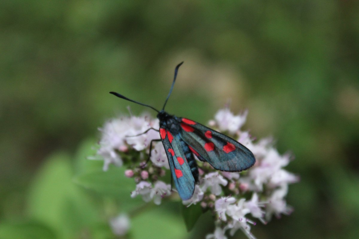 StalinskyK's tweet photo. The territory of the observatory in Abastumani, 2019 #Javakheti #Abastumani #Samtskhe https://t.co/xv44cud63T